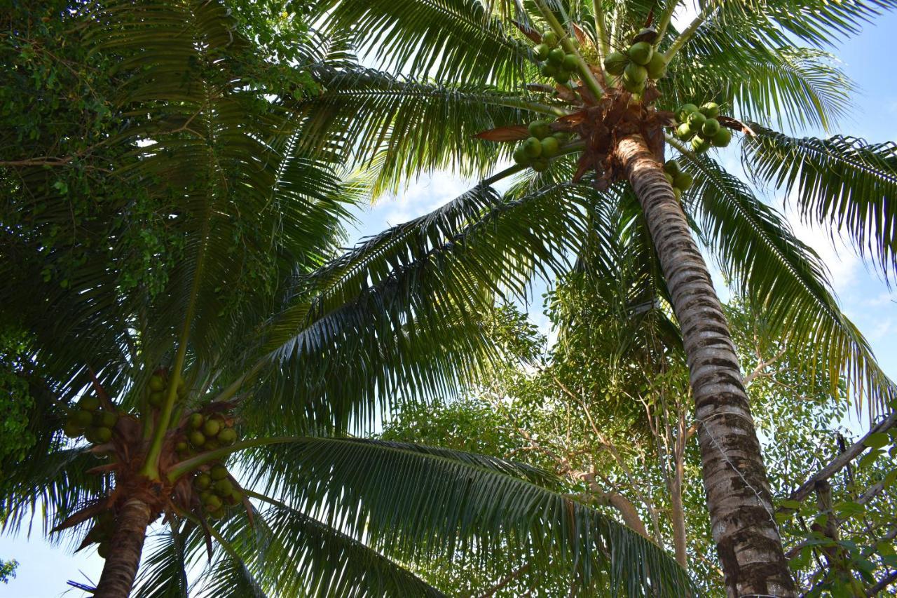 Lobo Inn Tulum Kültér fotó